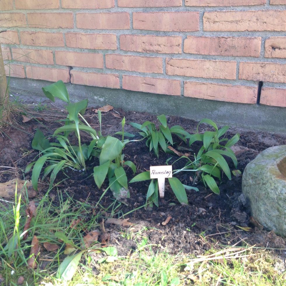Pick the ramson