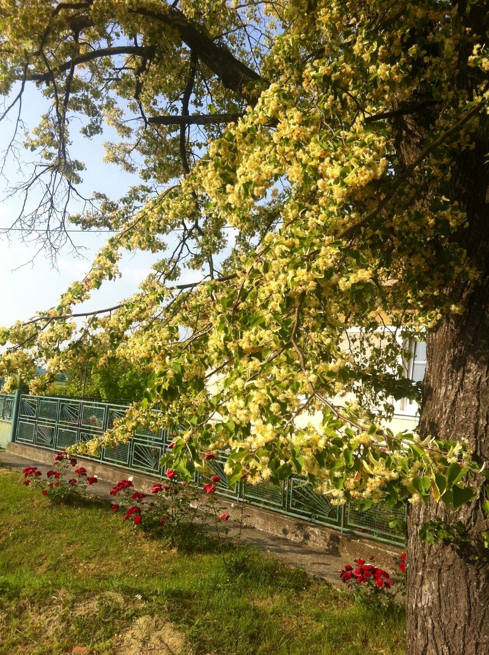 Pick the right lime tree in blossom- that is cruitial. Pick only those flowers which are in blossom. The best time to pick is early morning or late afternoon