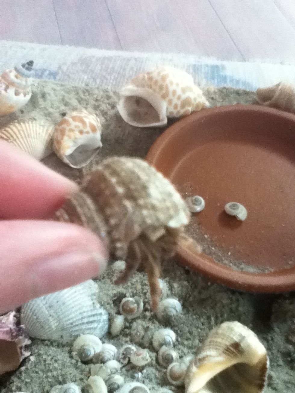 Pick you hermt crab up by their shell. Try to grab the back or the point of the shell. This way it wont pinch you. Hermit crabs only pinch when they are afraid they are going to fall.