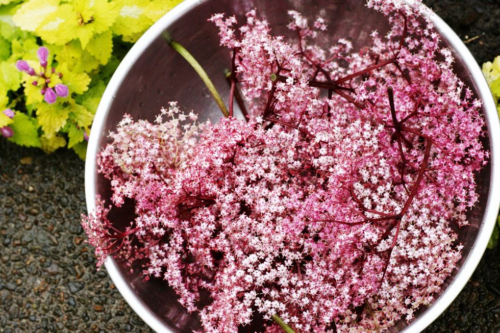 Pick your elderflower heads. I'm using the "Black Lace" variety but common elderflower with white flowers will also work perfectly. You just won't get the pink hue in the final product.