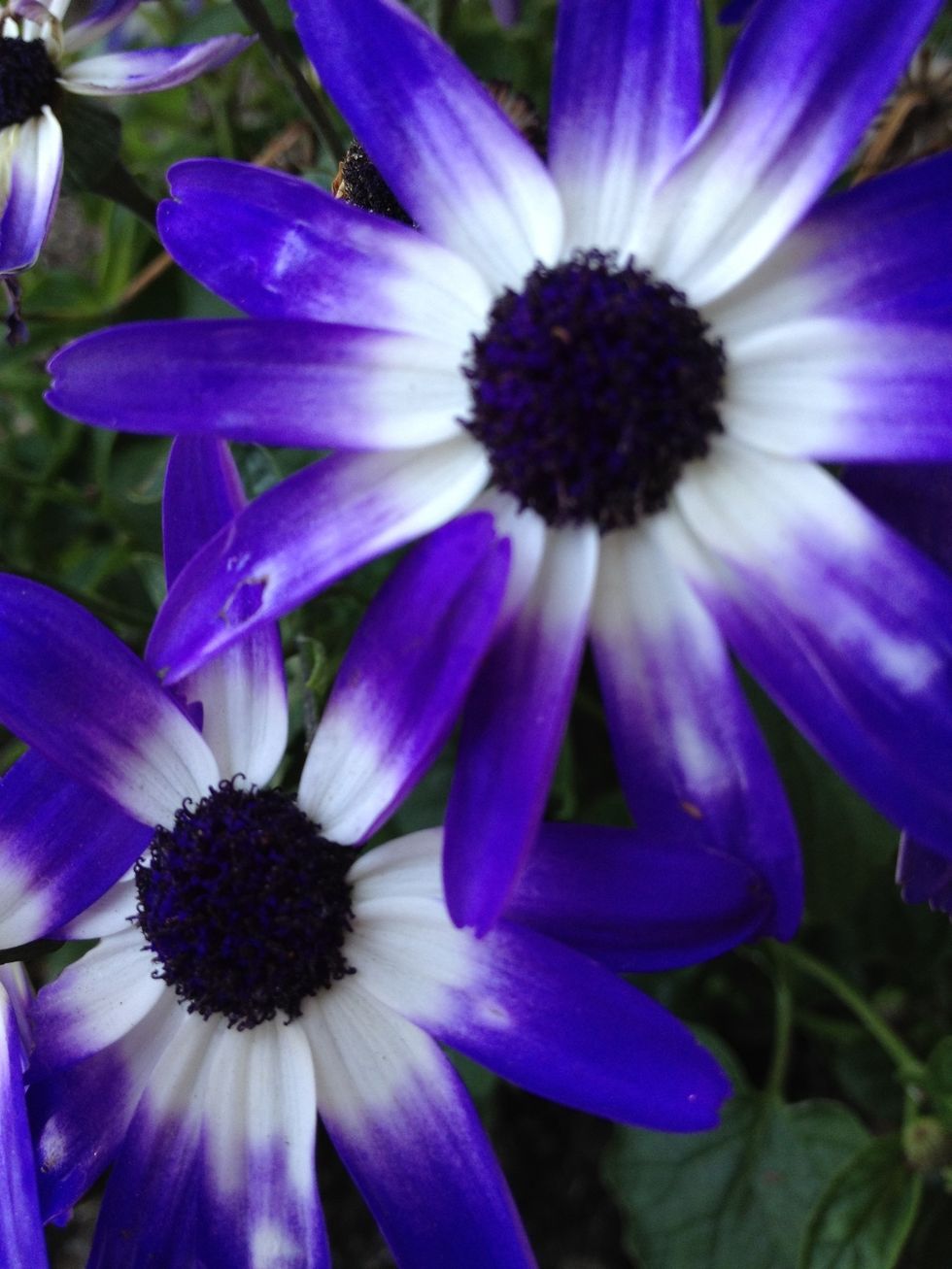 Pick your favorite flowers.