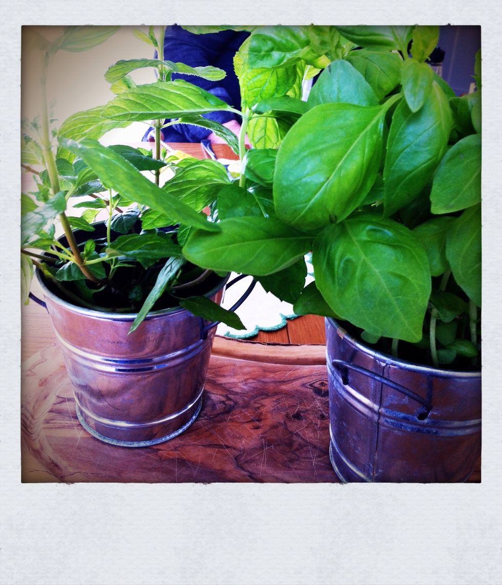 Pick your mint and basil off some healthy looking plants