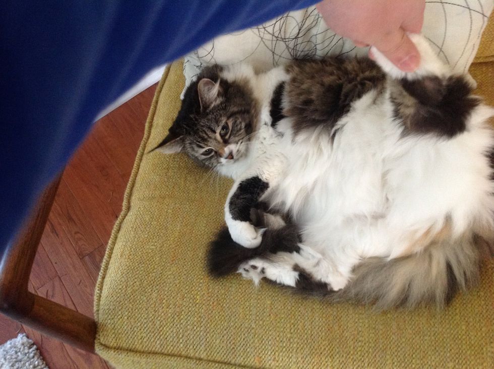 Pinch and pull leg of cat