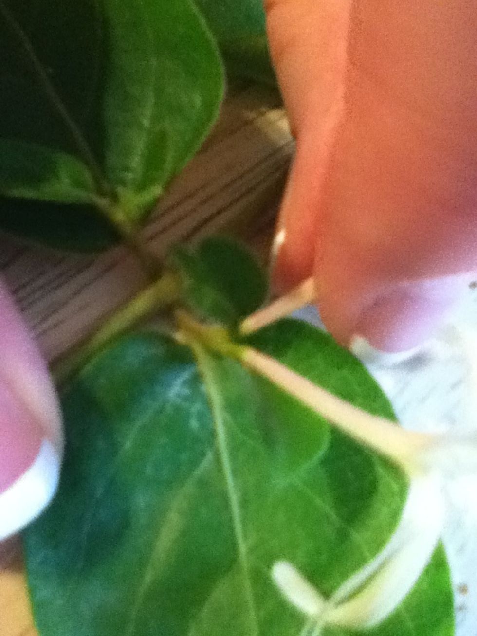 Pinch one off carefully.