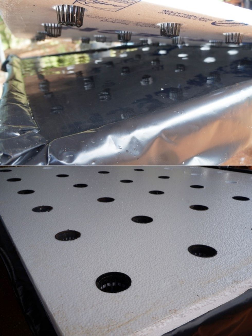 Place 2 inch net pots in each hole on the foam board. Suspend foam board over tank. Ensure that there is at least 1/4 inch of water at the bottom of each net pot.