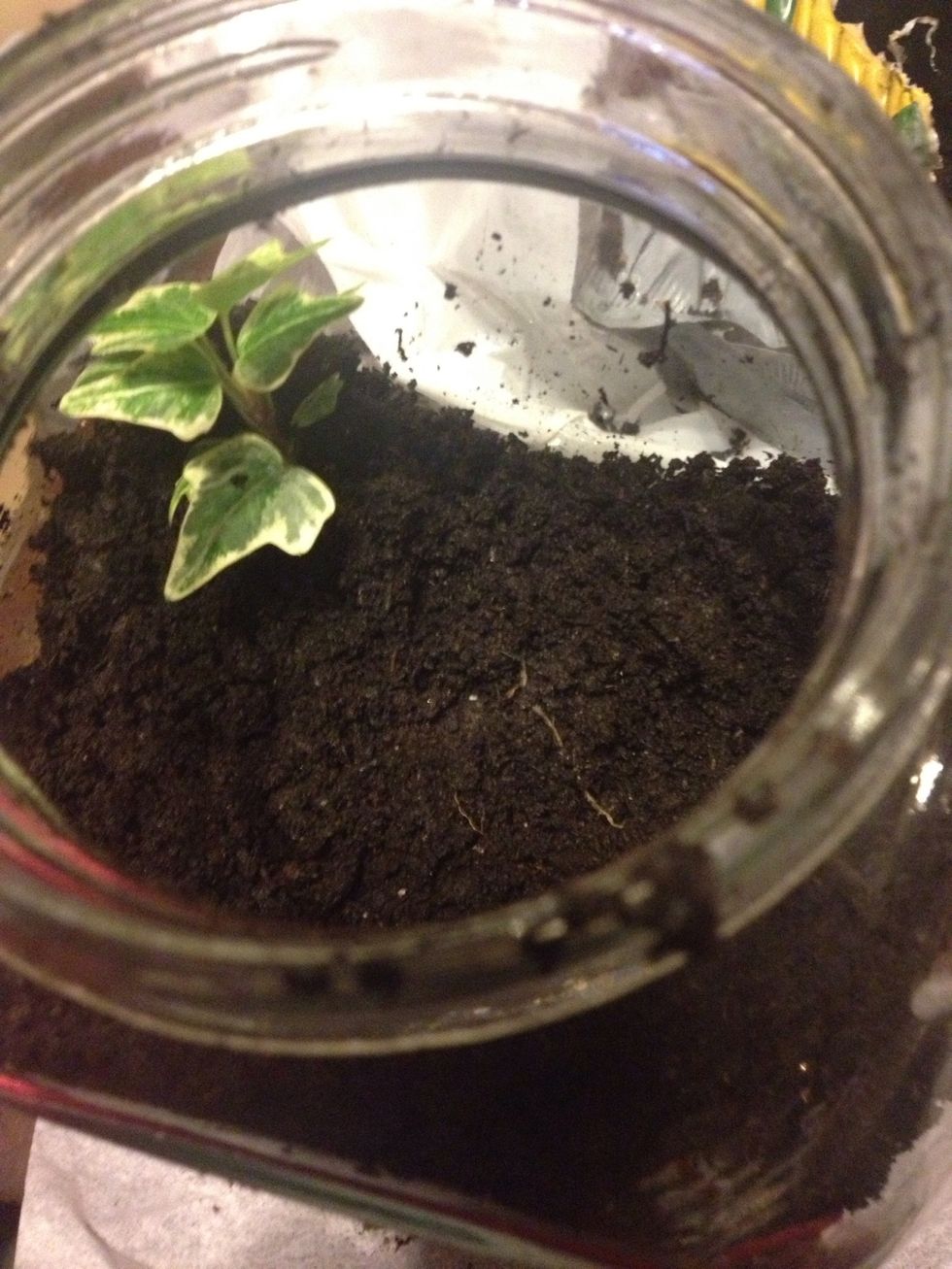 Place a layer of soil on top of the sand/bead layers. Put enough soil to dig holes for the plants. Plant as many or as little plants as you'd like. Use chopsticks/cutlery for hard to reach places.