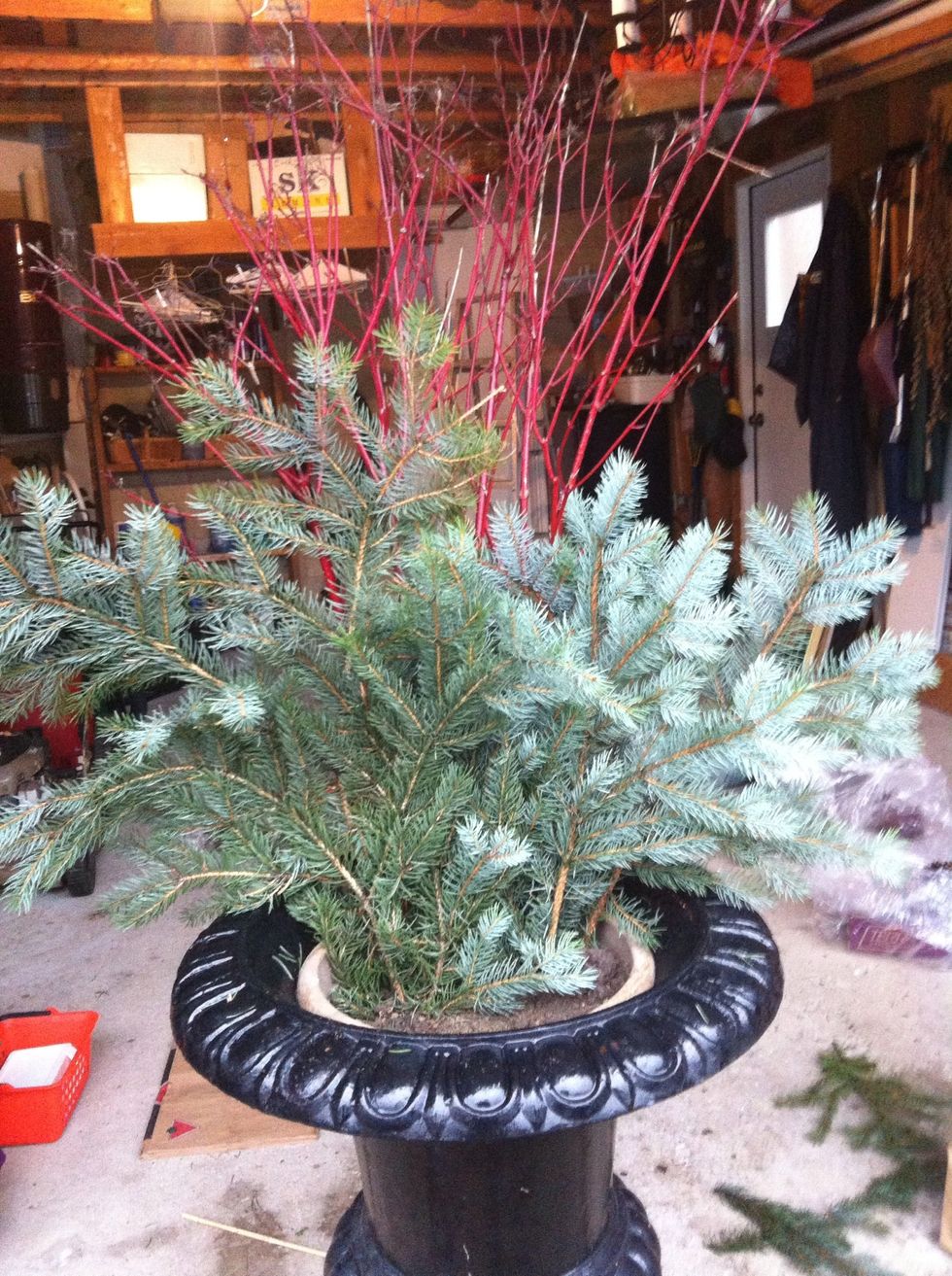 Place blue spruce boughs up against the red branches