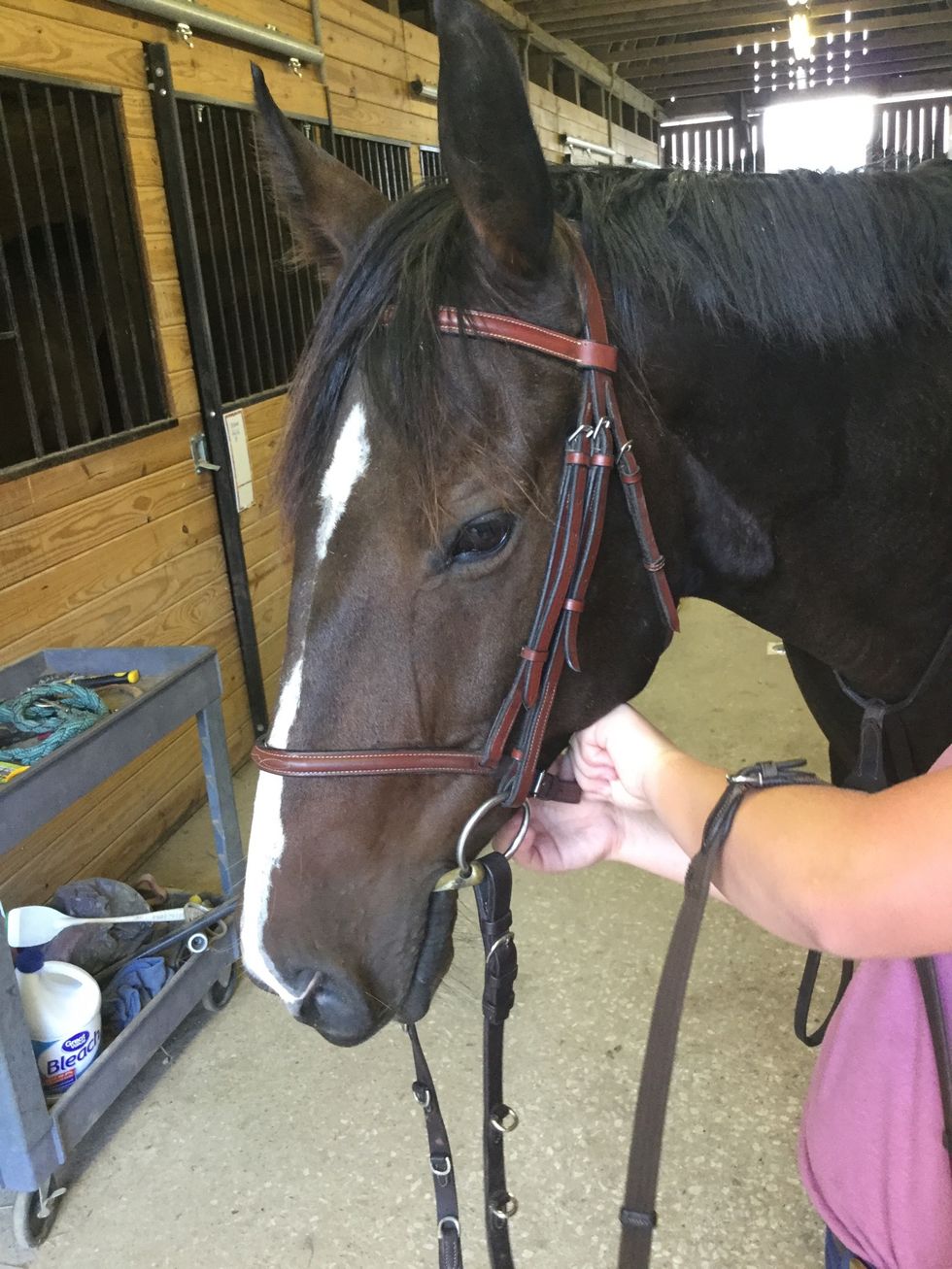 Place bridle on head and buckle the nose and throat latches.