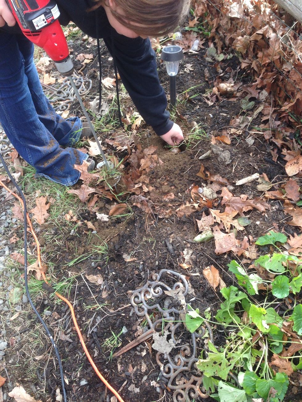 Place bulb in hole. Make sure point faces up, root faces down. We're planting narcissi.