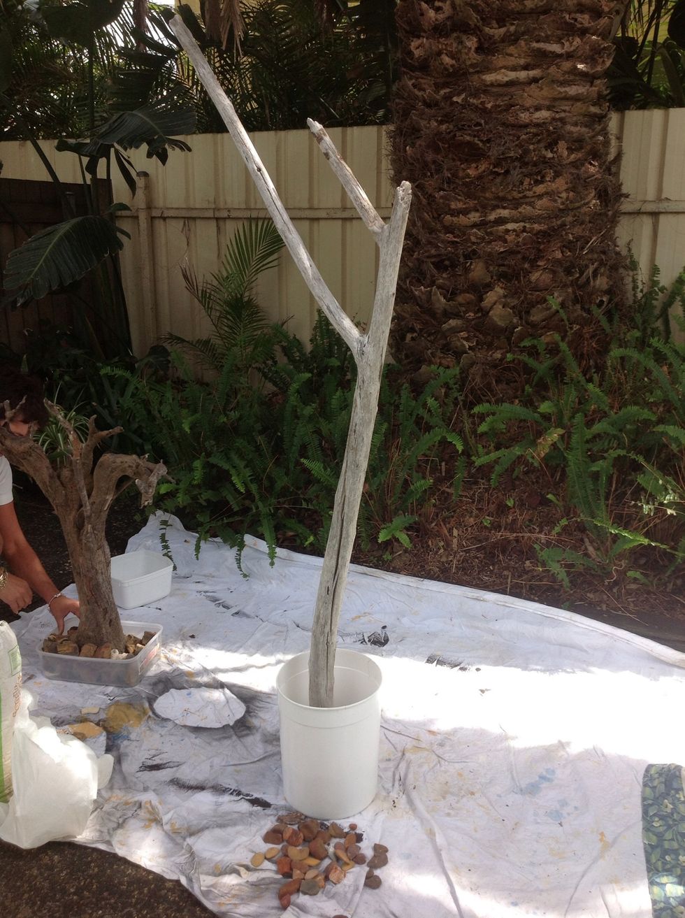 Place driftwood into mould container and add rocks/shells to hold in place