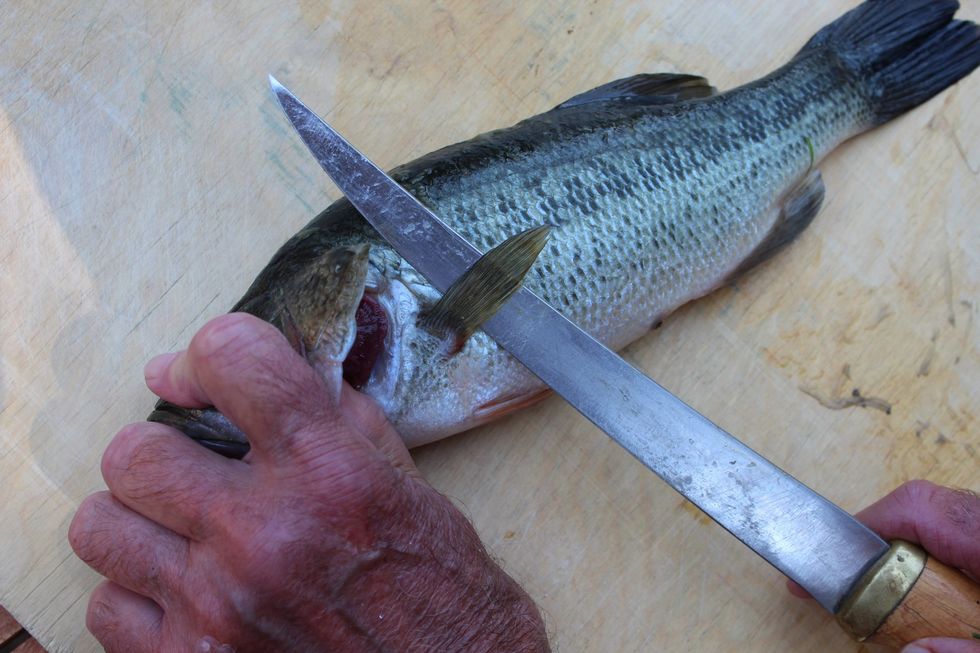 Place fish on cutting board, locating the gills and side fin. Hold fish head down firmly and place blade behind the head and gills.