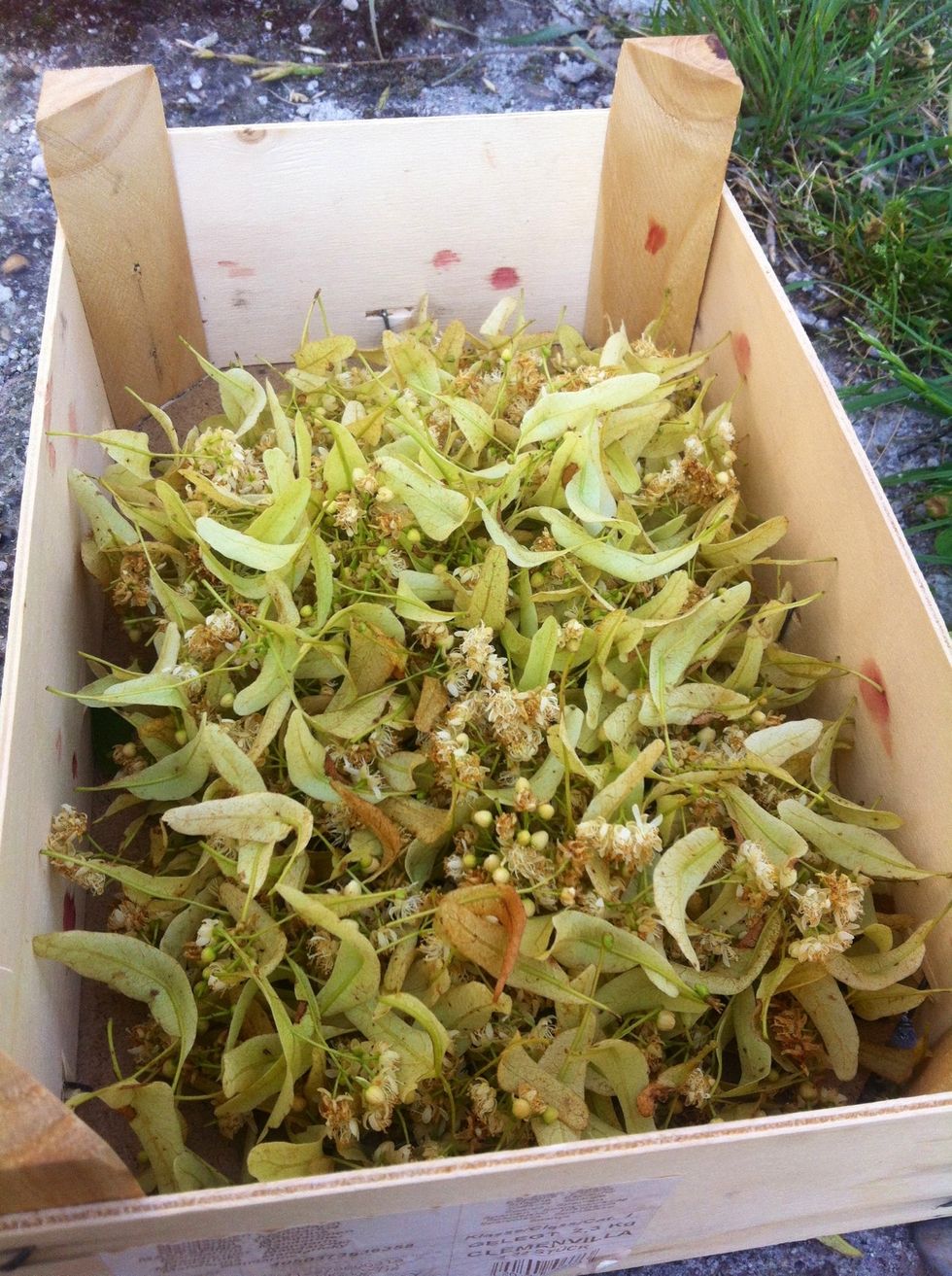 Place handpicked flowers in a box. Pick as many as you can, as for jar of this healing tea you need about a handfull of lime tree flowers.