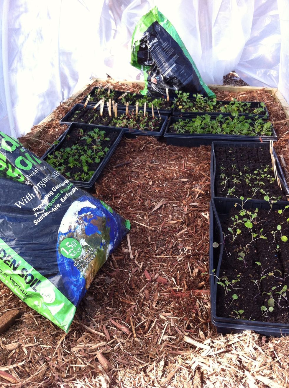 Place seed trays inside, leaving room for person to step in. For extra heat add plastic bags with active compost (2 bags in photo are full of compost that naturally heats itself during decomposition).