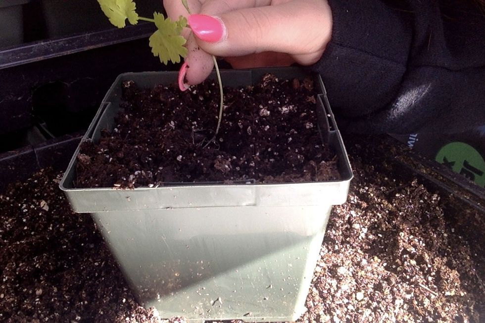 Place seedling in pot
