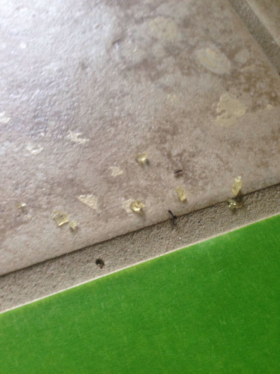 Place several crumb sizes pieces for ants to carry back.  The worker ants proudly take this back to the queen --- little does he know this stuff is not part of their daily diet.