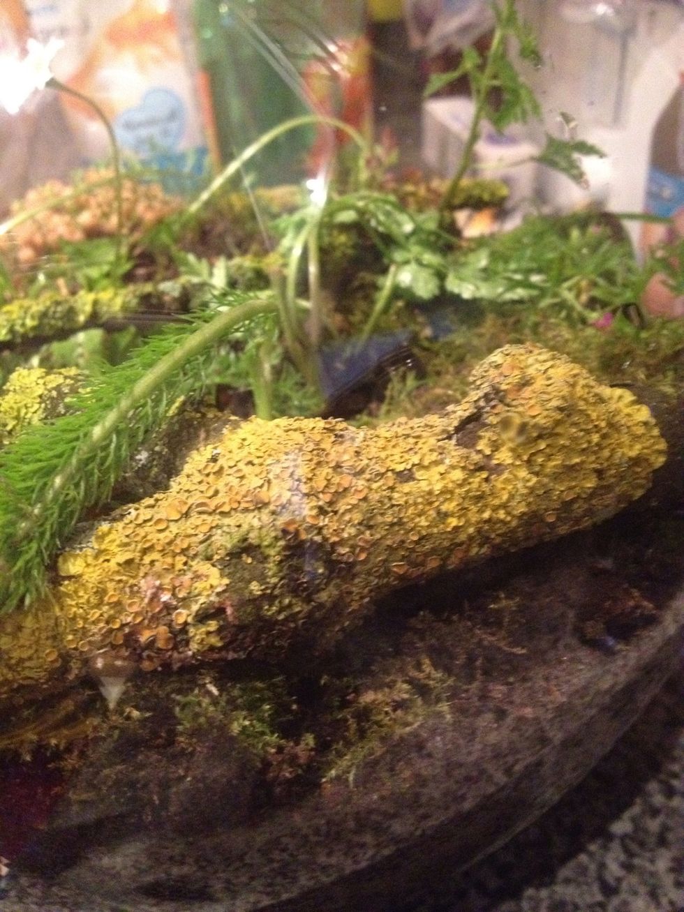 Place some lichen-covered twigs in the bottle.