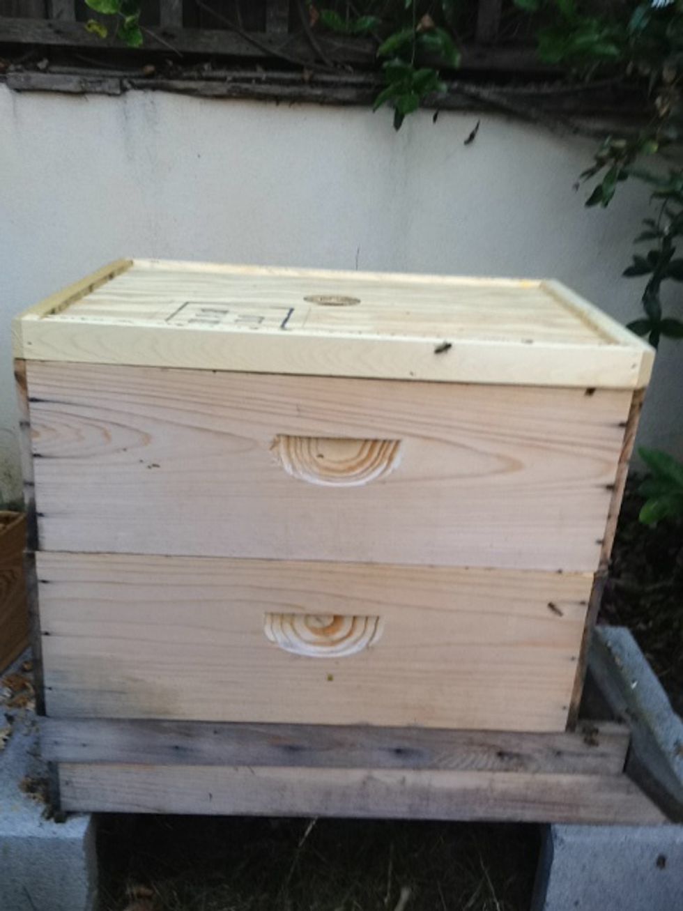 Place the bee escape board, correct side up, on top of the brood boxes. Make sure that it is flush, and there are no gaps.