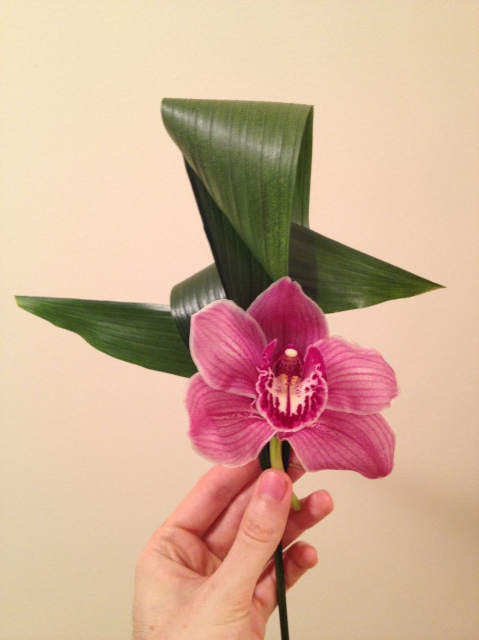 Place the cymbidium orchid over the leaf, so it covers the staples.