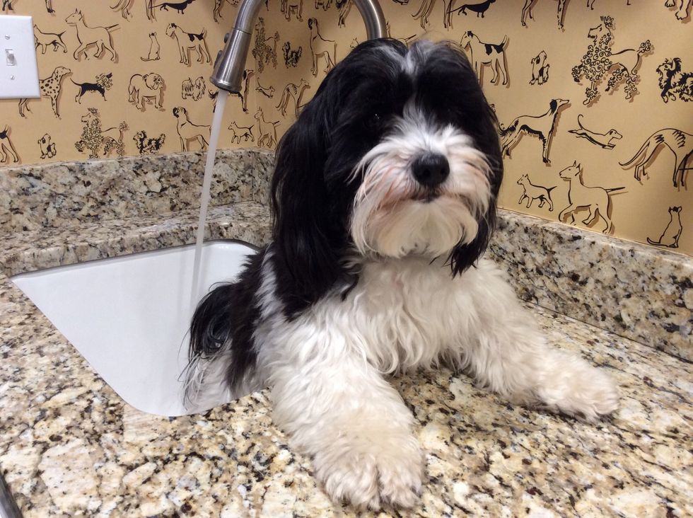 Place the dog in the sink.