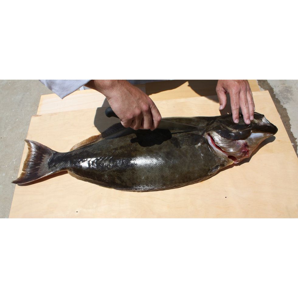 How to fillet and skin a whole halibut B+C Guides