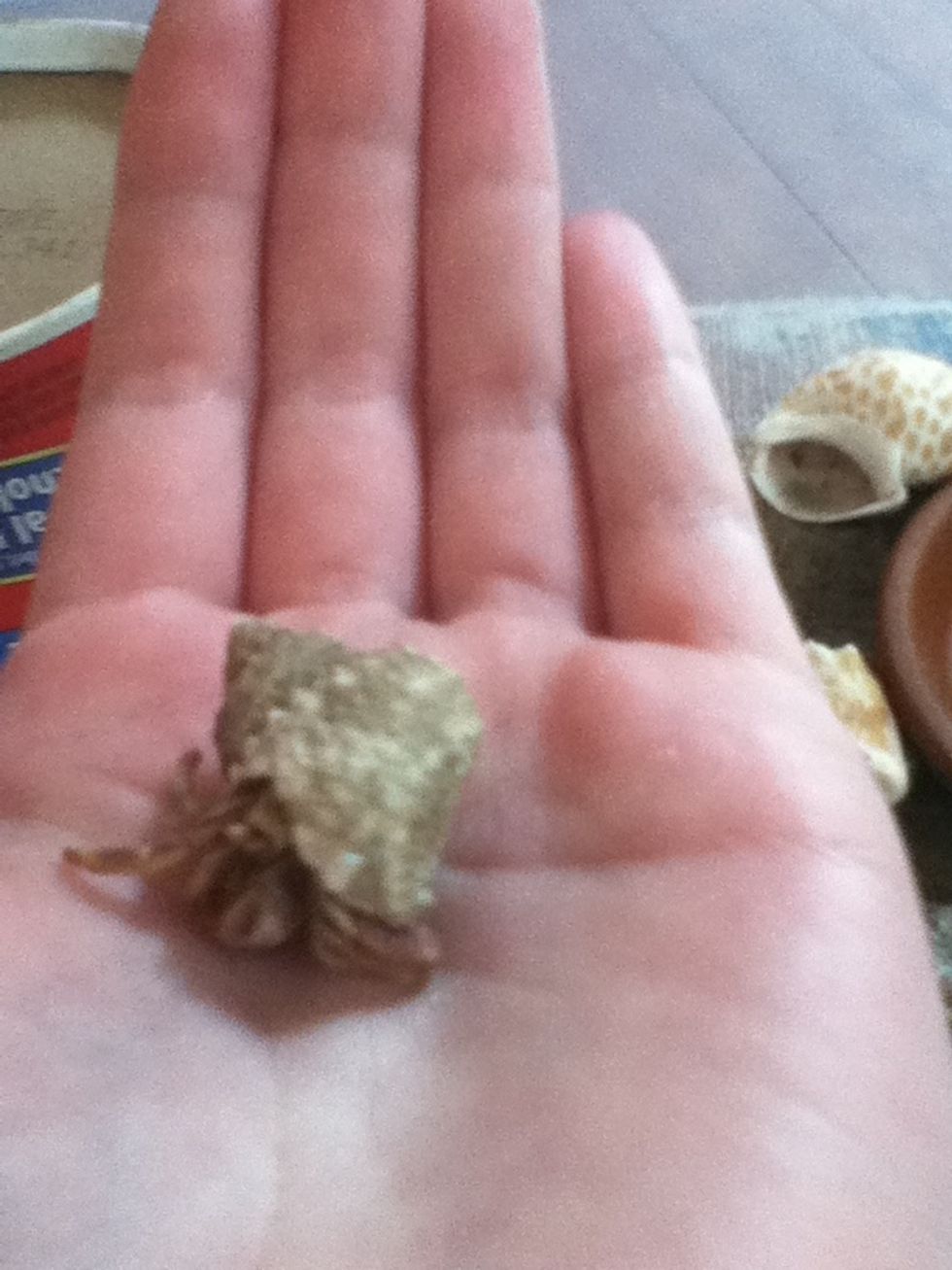 Place the hermit crab on your palm. Hold your hand flat so there is no where to pinch. Hermit crabs rarely pinch unless theyre provoked or scared.