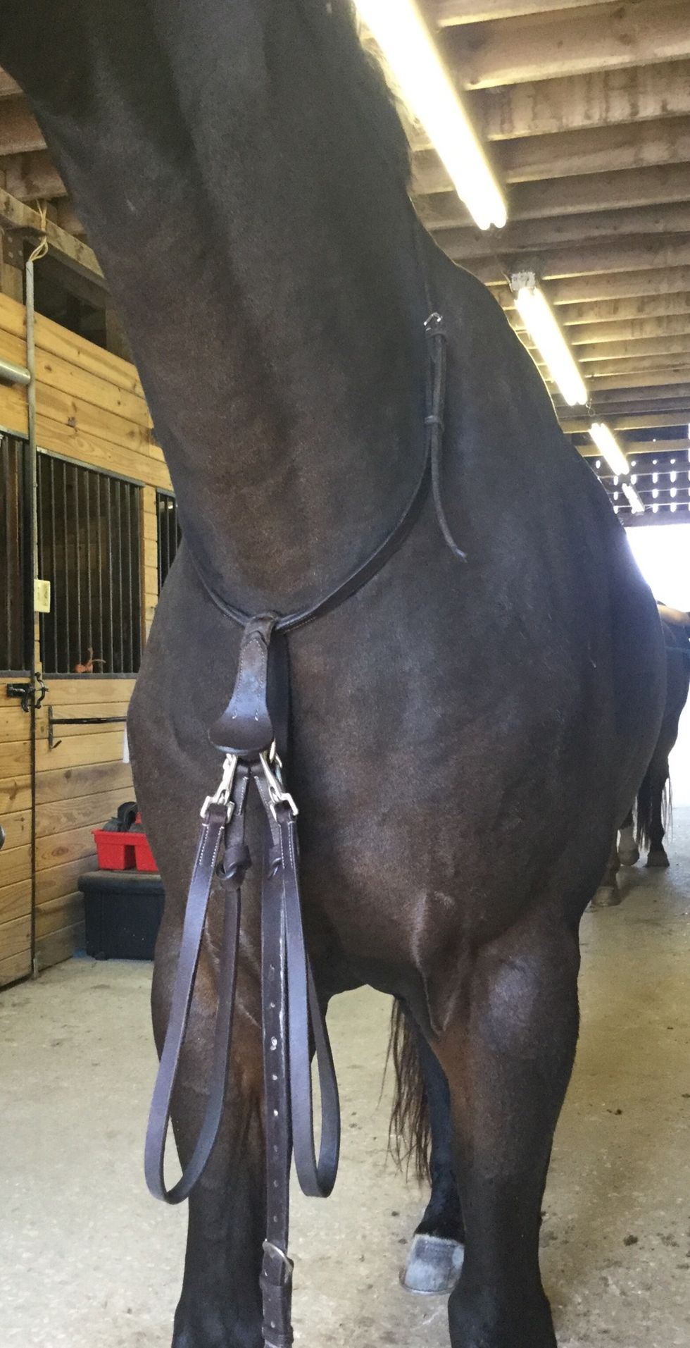 Place the martingale around the neck.