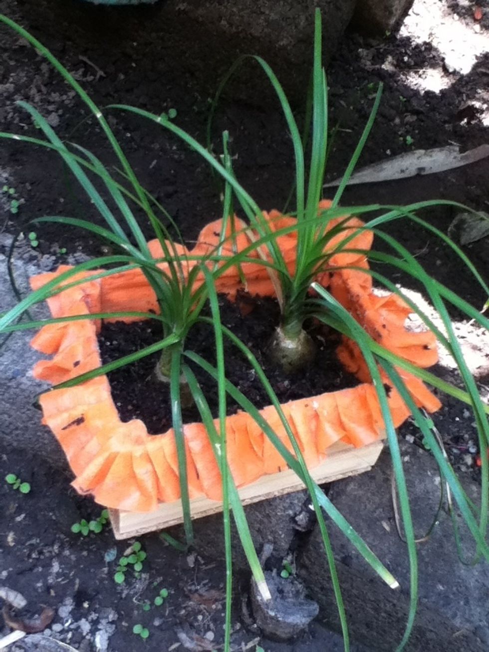 Place the plants