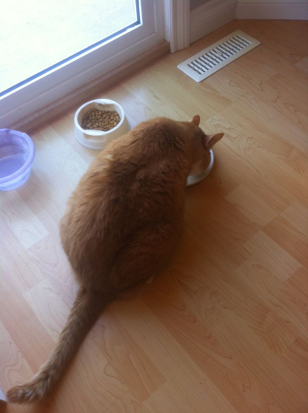 Place the plate on the floor, he'll dive in. Fill the dry food bowl too, he'll eat that later. Now that he's busy eating you can sneak up on him with the needle. He won't notice