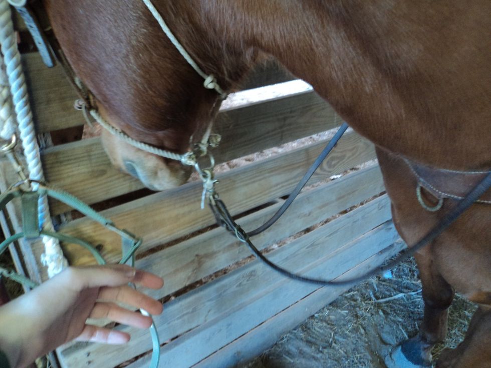 Place the reins of the hackamore on the crest (neck) on the horse.