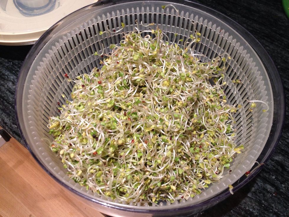 Place the spouts in a salad spinner. Spin until all excess moisture is removed.