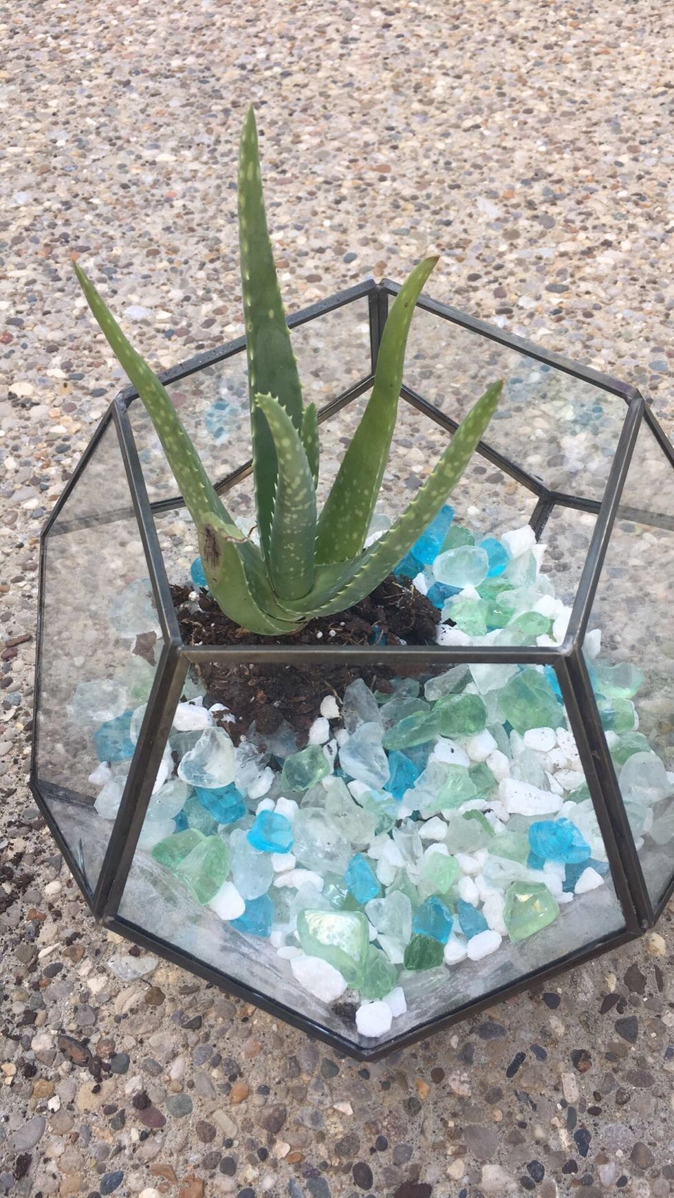 Place the succulent in the hole you have just made and move the rocks to even them out. You will need to make sure you have enough rocks surrounding the succulent to hold it upright.