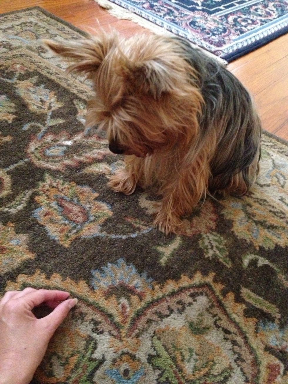 Place the treat on the floor in front of your dog. Position it where their front paws will land when they lie down.