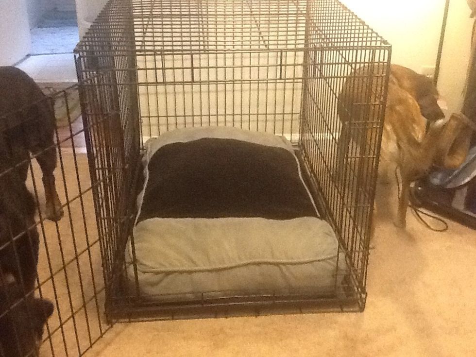 Place your crate in a nice and open place, especially if your puppy has separation anxiety you want to put it in the room where you are the most. Ex. Living room, bedroom or a hallway.