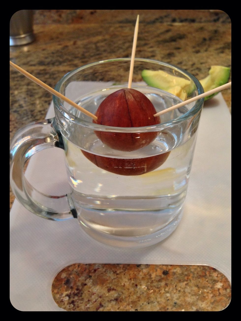 Place your pit in the water. The toothpicks hold the top 1/3 -1/2 out of the water. Change water daily.  Watch for root growth from the bottom and a sprout from the top....wait 1,2,3 weeks...varies.