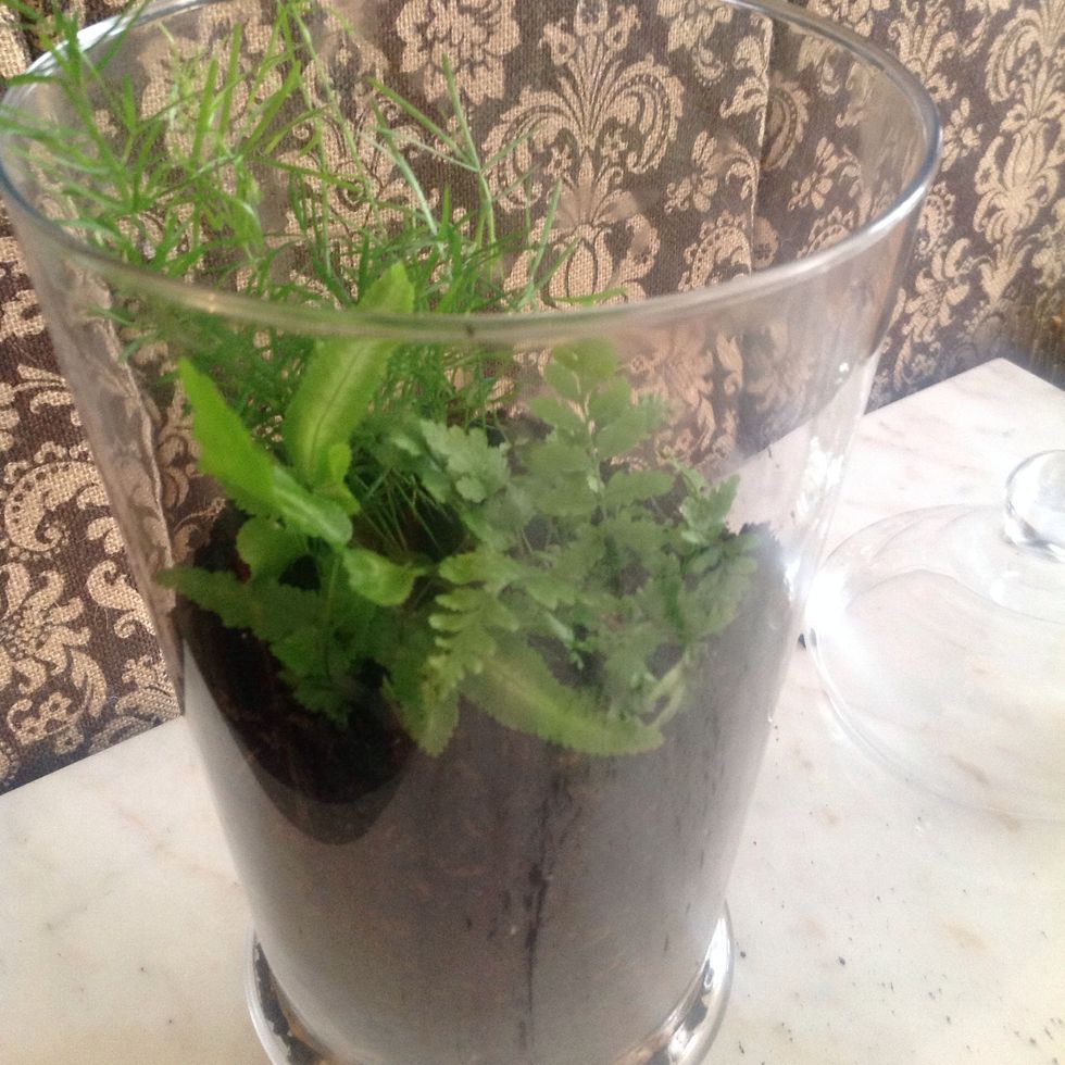 Place your plants, surround with soil and gently tamp down.