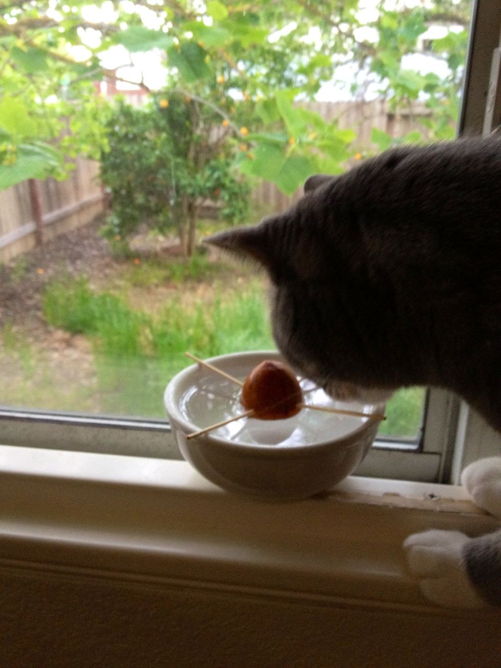 Place your seed in a sunny windowsill, preferably in a cat free area!