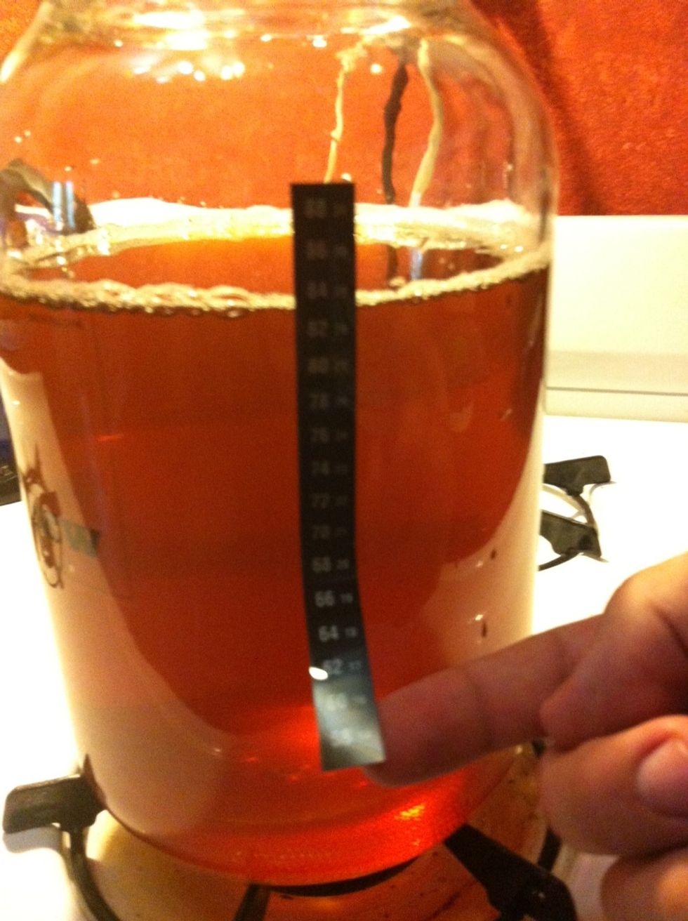 Place your thermometer strip on the jar to be sure the brew is below 90 degrees F. Temperatures above 90 can harm your live culture.