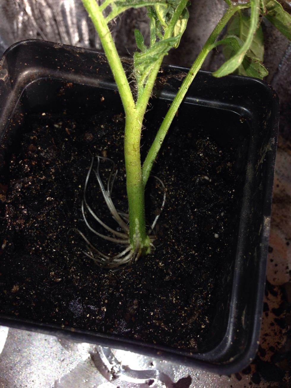 Plant and carefully add soil to completely cover roots. Soil level can be half inch above or even higher. I use cheap potting soil--the one without added fertilizer.