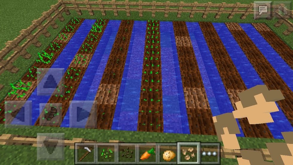 Plant beetroot seeds for the 4th COLUMN ONLY. If you're not sure how to get beetroot, ask in the comments, or check out Giorgio Polara's guide!