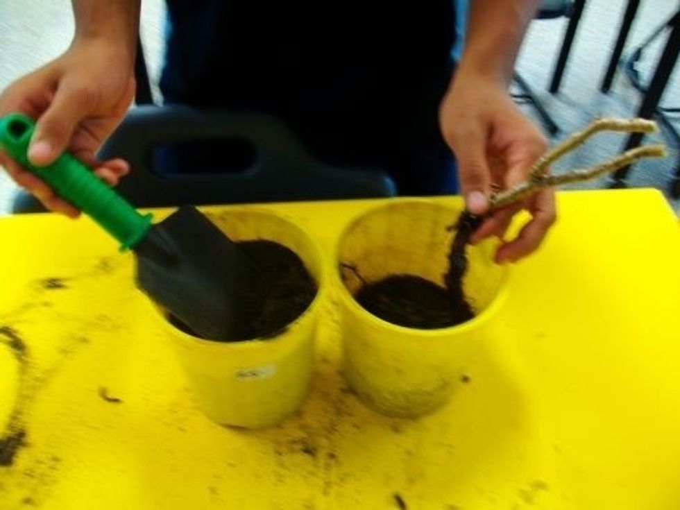 Plant cuttings into pot.