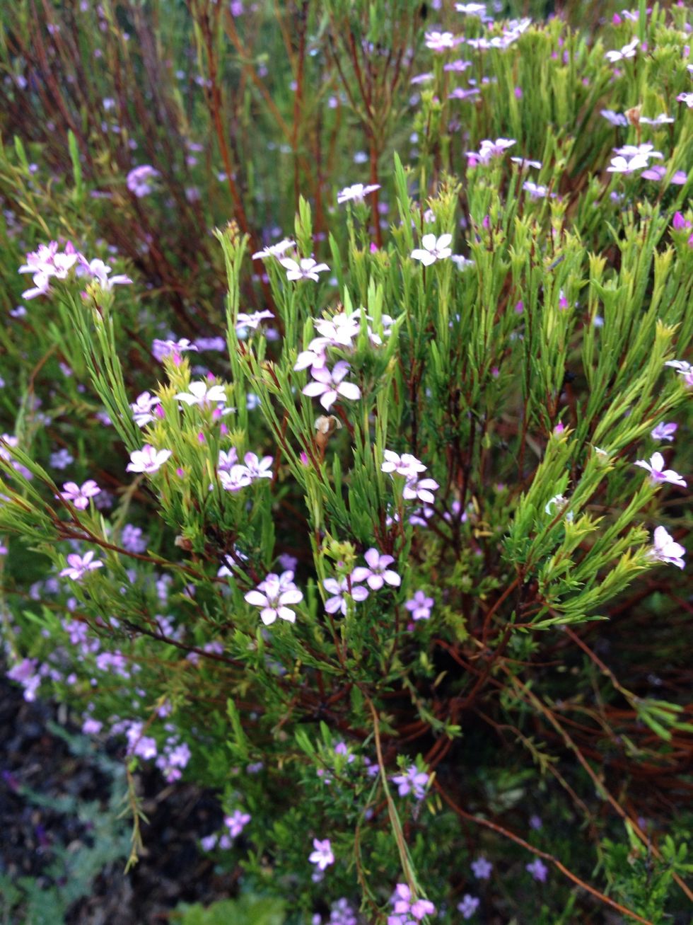 Plant pretty flowers and flora for the bees to forage