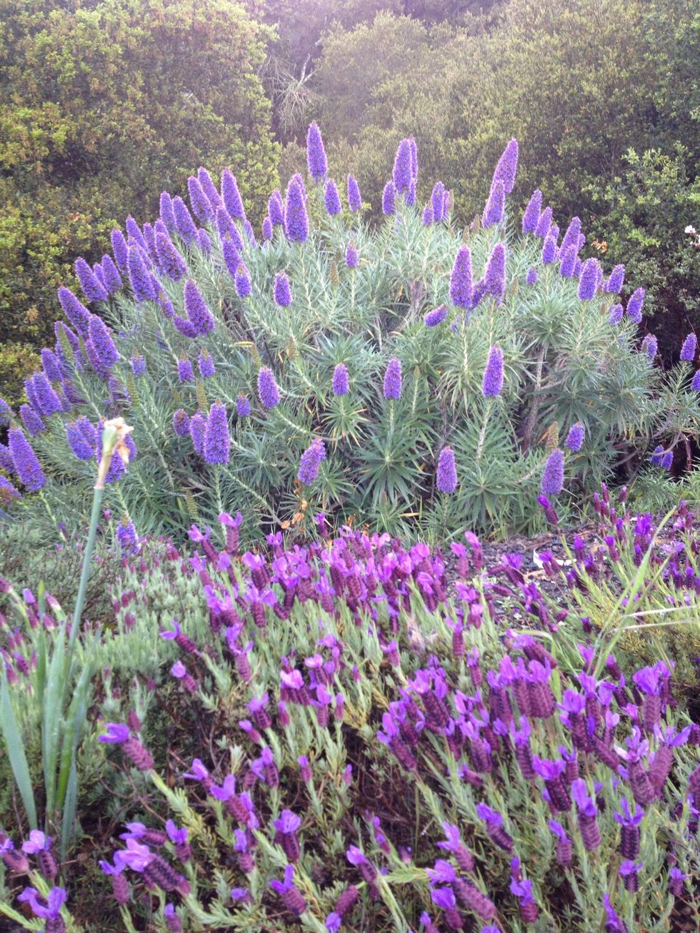 Plant pretty flowers and flora for the bees to forage