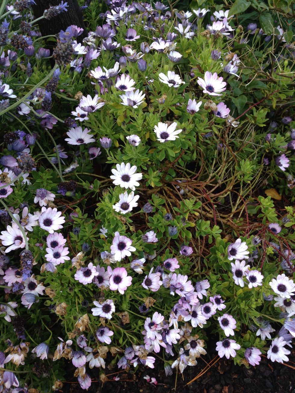 Plant pretty flowers and flora for the bees to forage