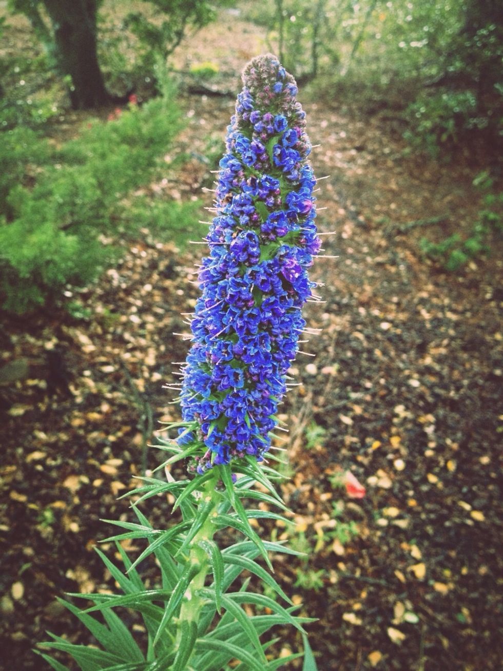 Plant pretty flowers and flora for the bees to forage