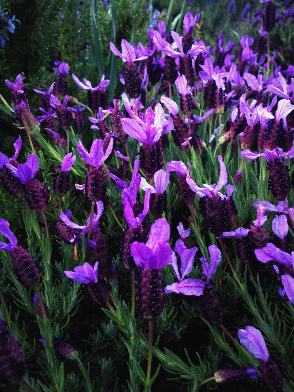 Plant pretty flowers and flora for the bees to forage