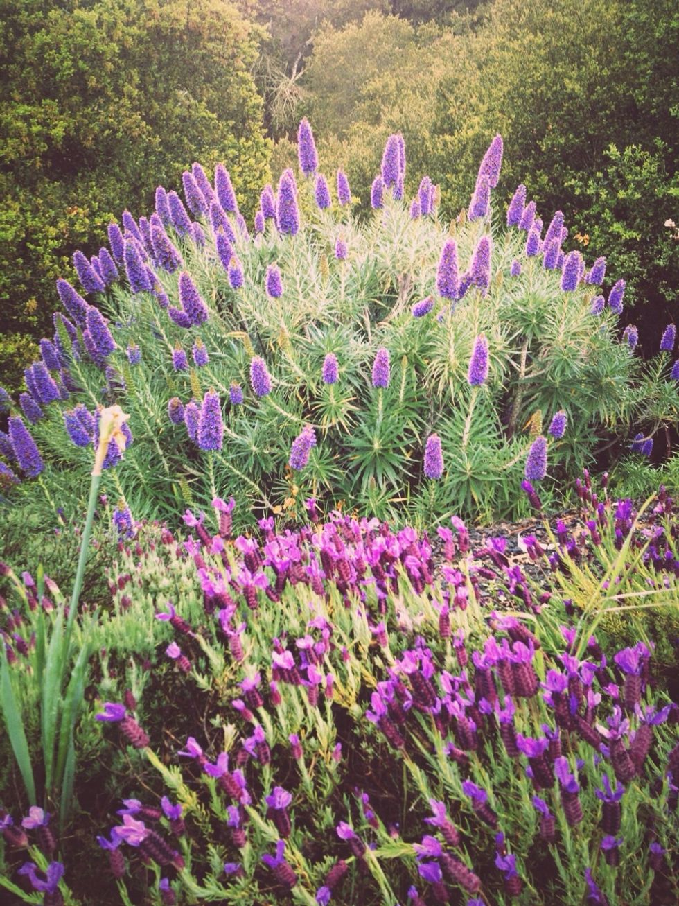 Plant pretty flowers and flora for the bees to forage