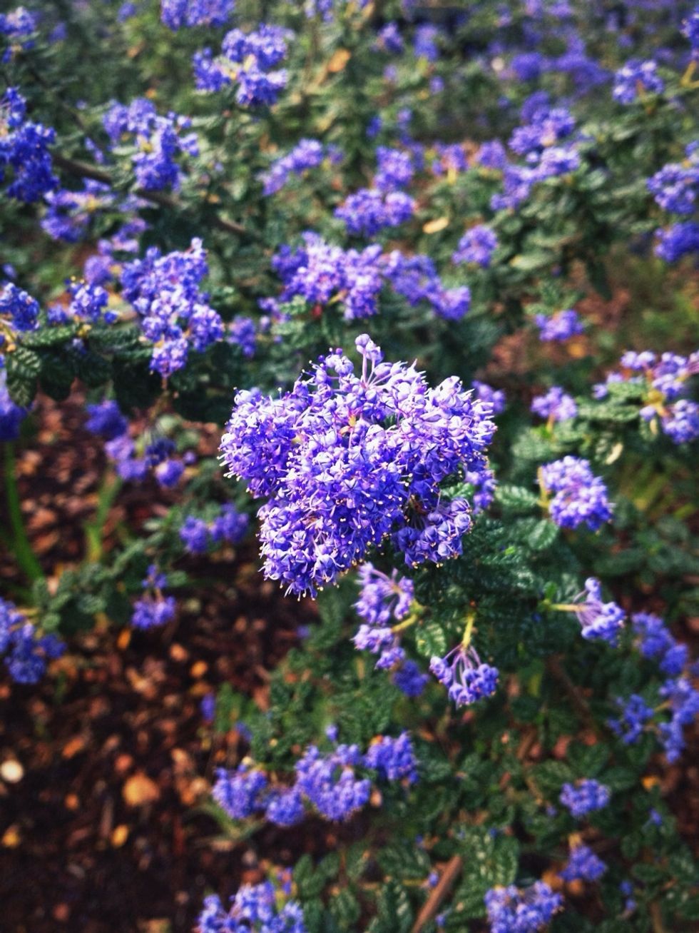 Plant pretty flowers and flora for the bees to forage