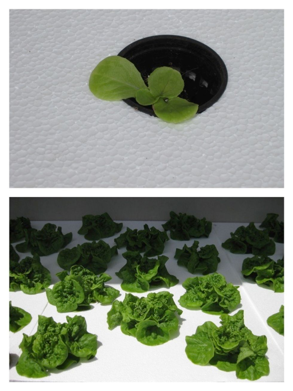 Plant seedlings in each net pot and allow to grow. No refilling of water and nutrients are needed till the next crop.