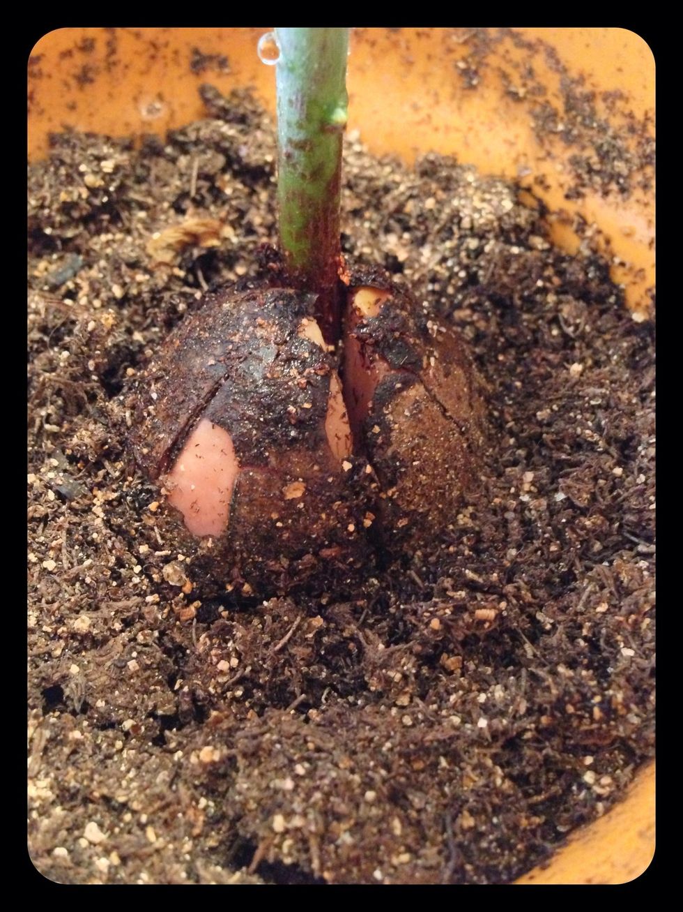 Plant the pit into soil. Water when it's almost dry. Don't overwater. I've killed more than a few that way!