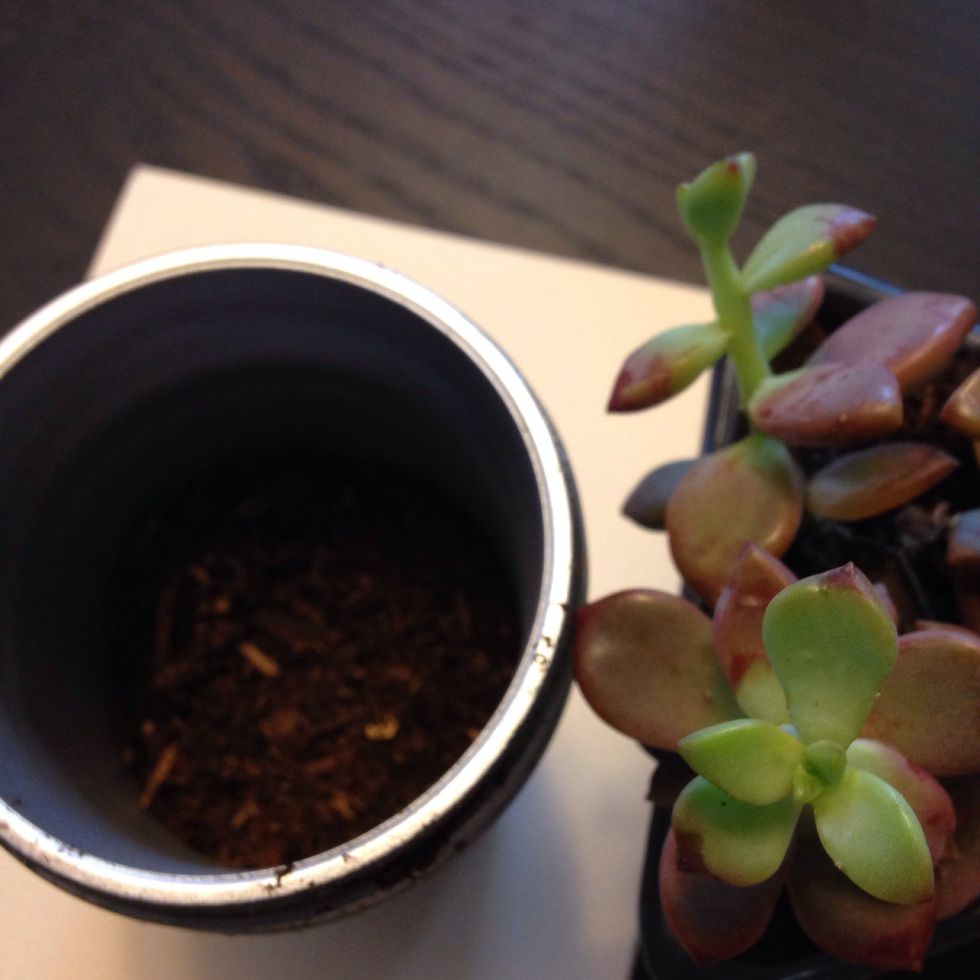 Plant the succulent into your new vase. Use enough soil to bring the plant to the top of the jar.